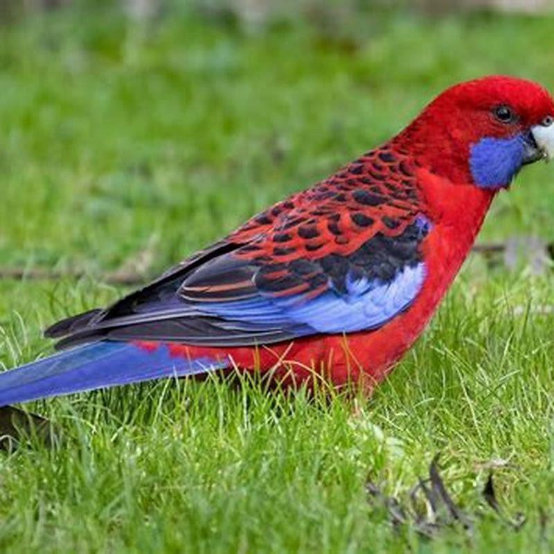 Where can you find a Crimson Rosella?