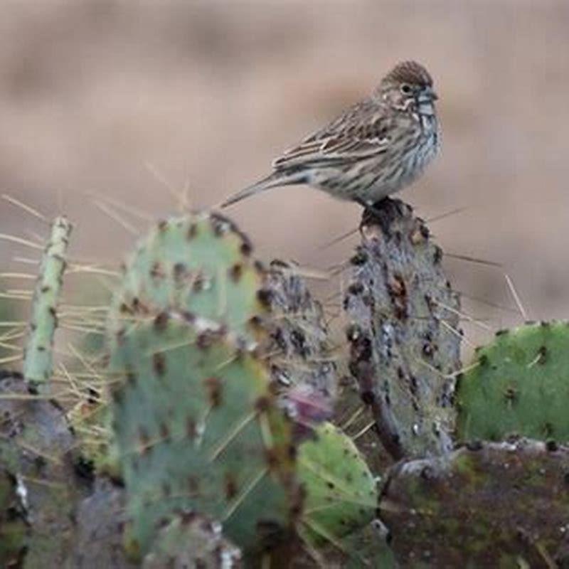 Where can you find a lark buntings live? - DIY Seattle