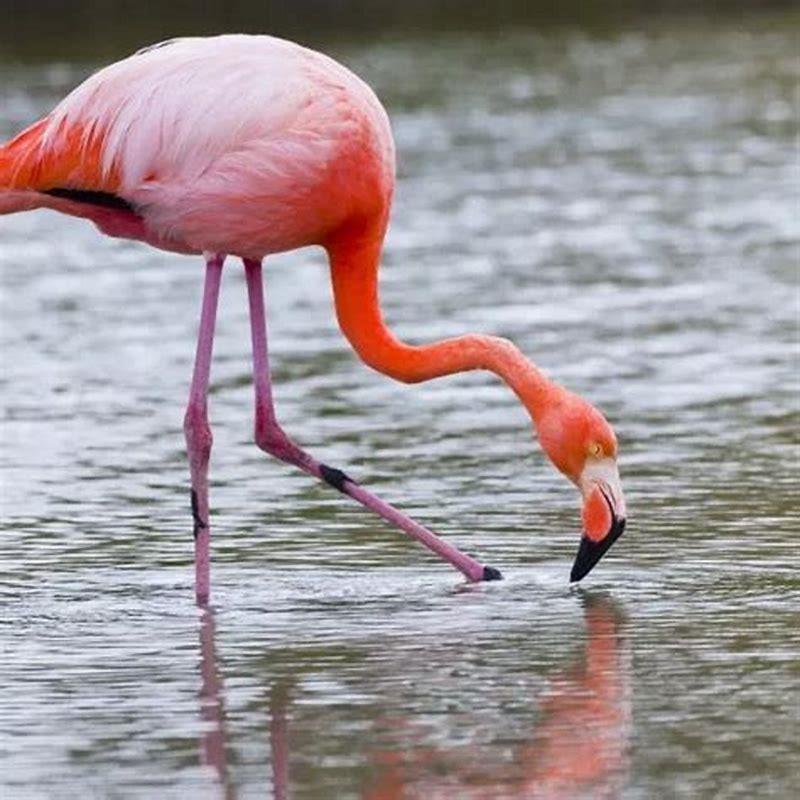 Where can you find greater flamingos?