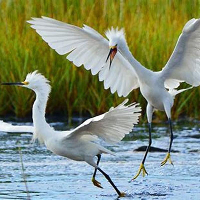 where-can-you-find-reddish-egrets-diy-seattle