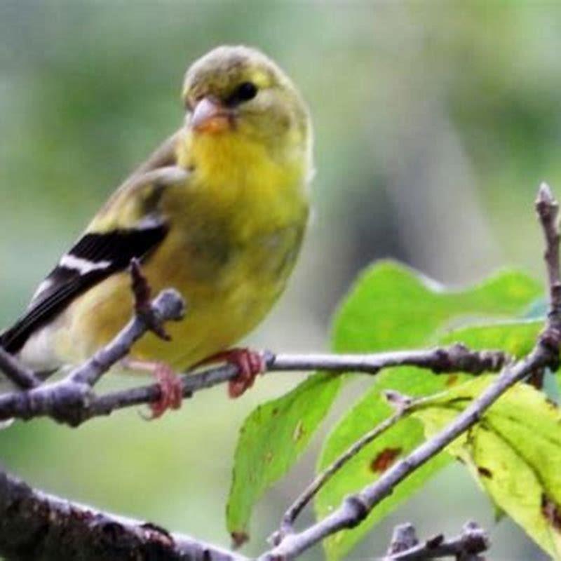 where-do-american-goldfinches-live-diy-seattle