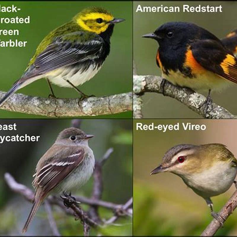Where do American redstart birds live?