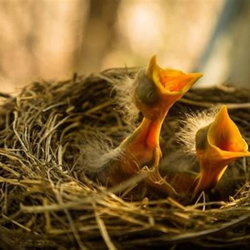 Where Do Baby Birds Go After They Leave The Nest 
