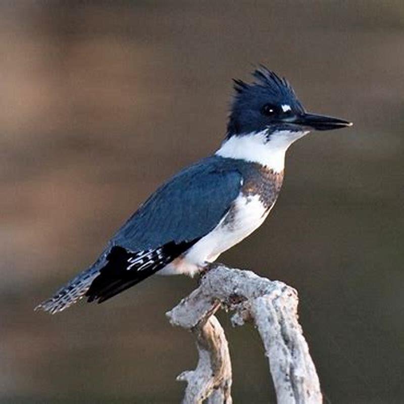 Where do belted kingfishers come from?