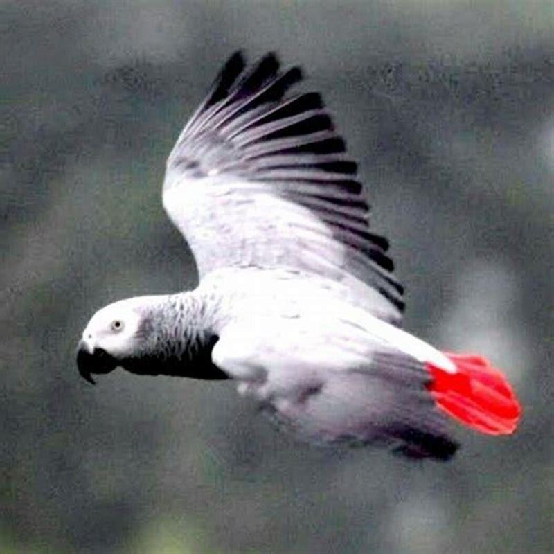 Where do birds go in a rainstorm?