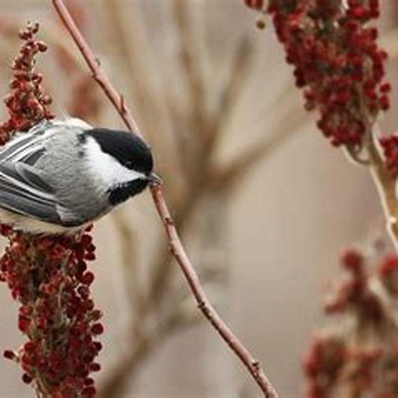 Where do birds go in the autumn?