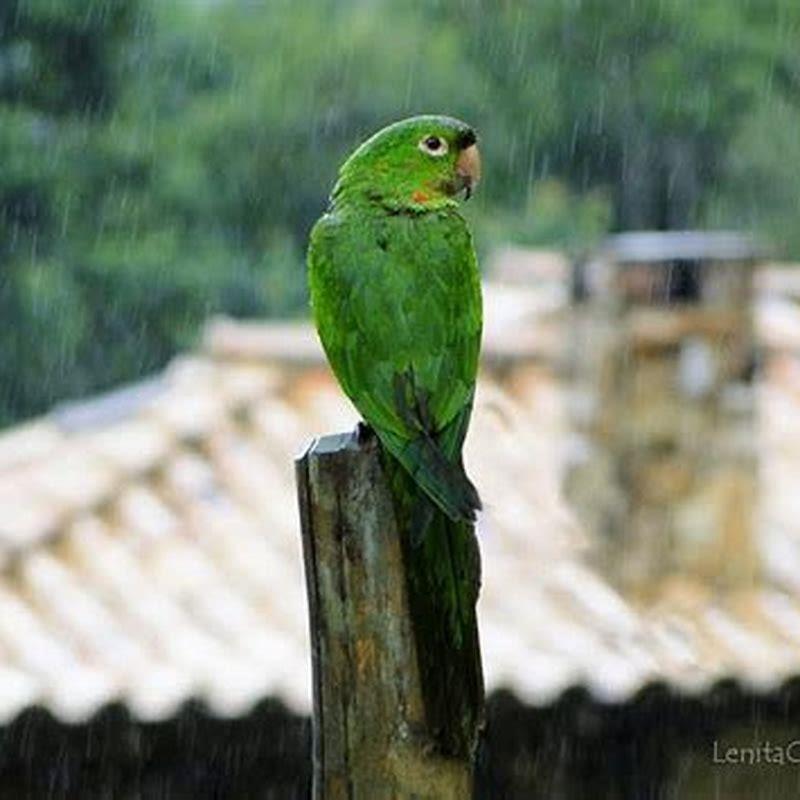 Where do birds go when it’s pouring rain?
