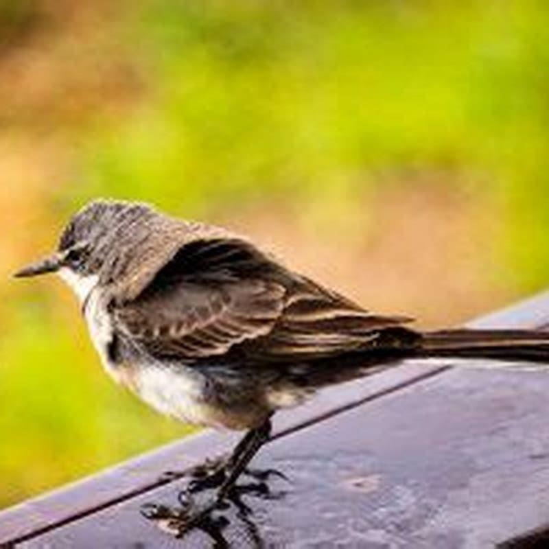 Where do birds go when the wind blows?