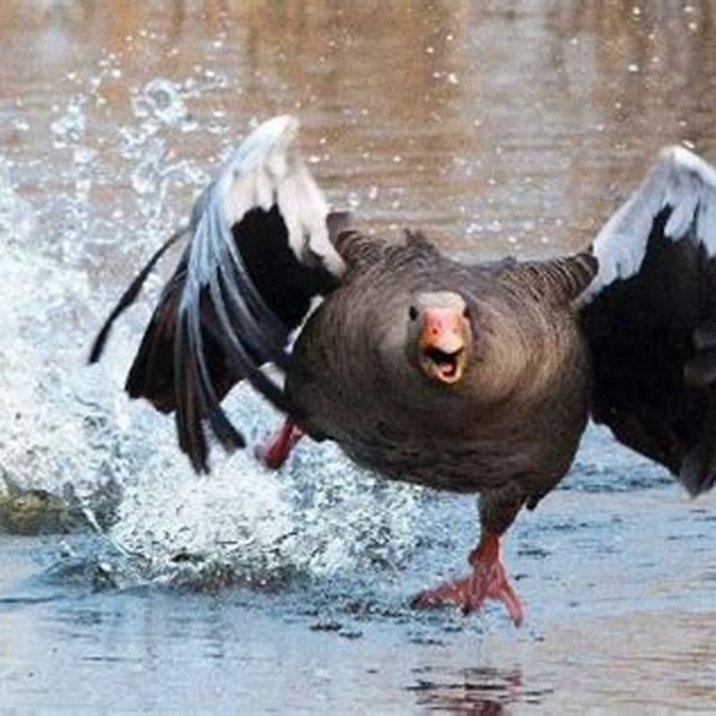 Where do birds hide during a storm?
