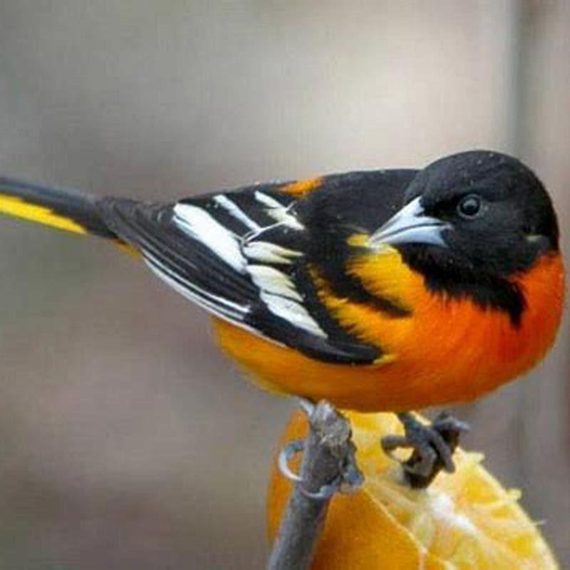 Where do black backed Orioles live?