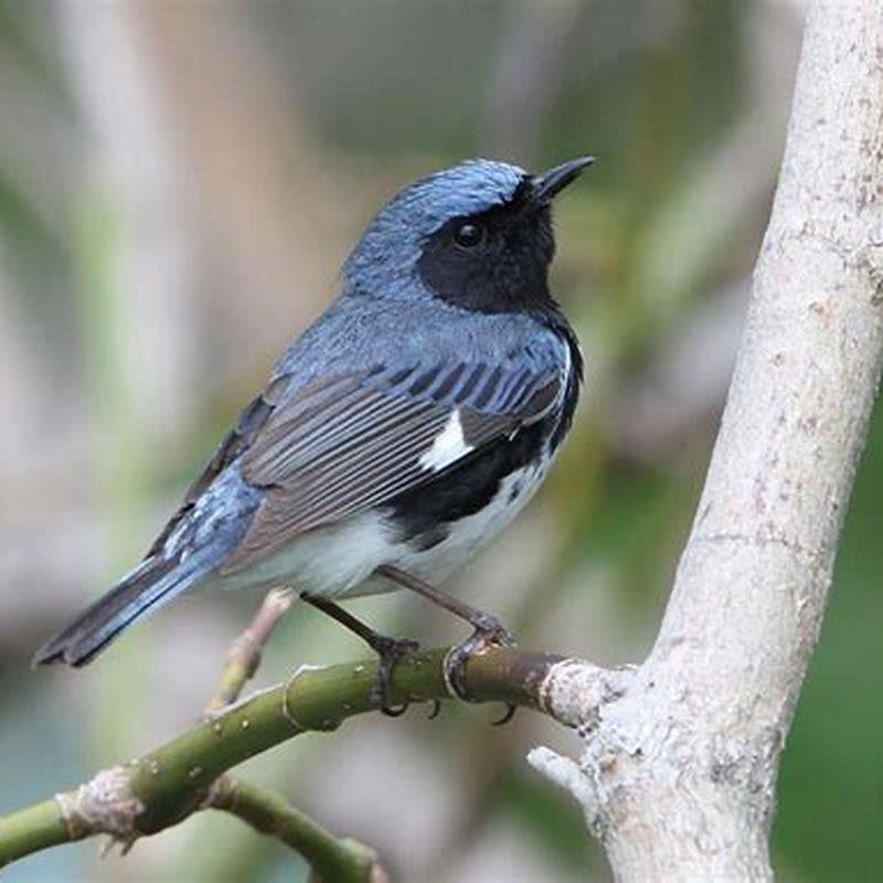 Where do black-throated blue warblers live? - DIY Seattle