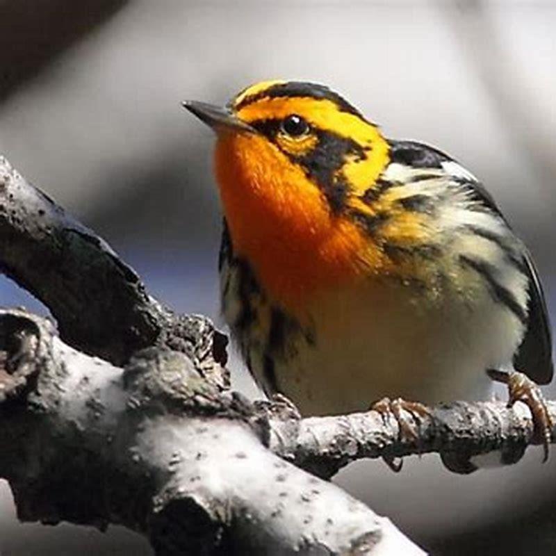 Where do Blackburnian warblers live?