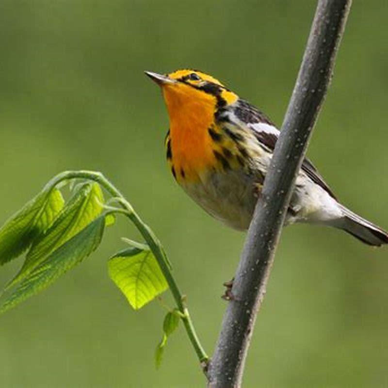 where-do-blackburnian-warblers-migrate-diy-seattle