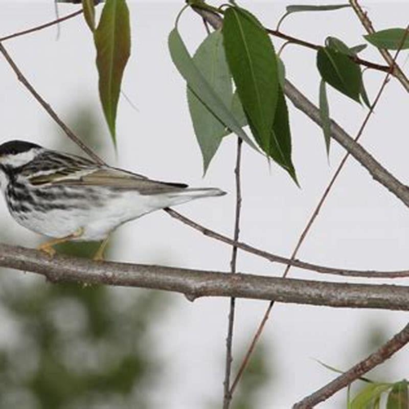 Where do Blackpoll Warblers live?