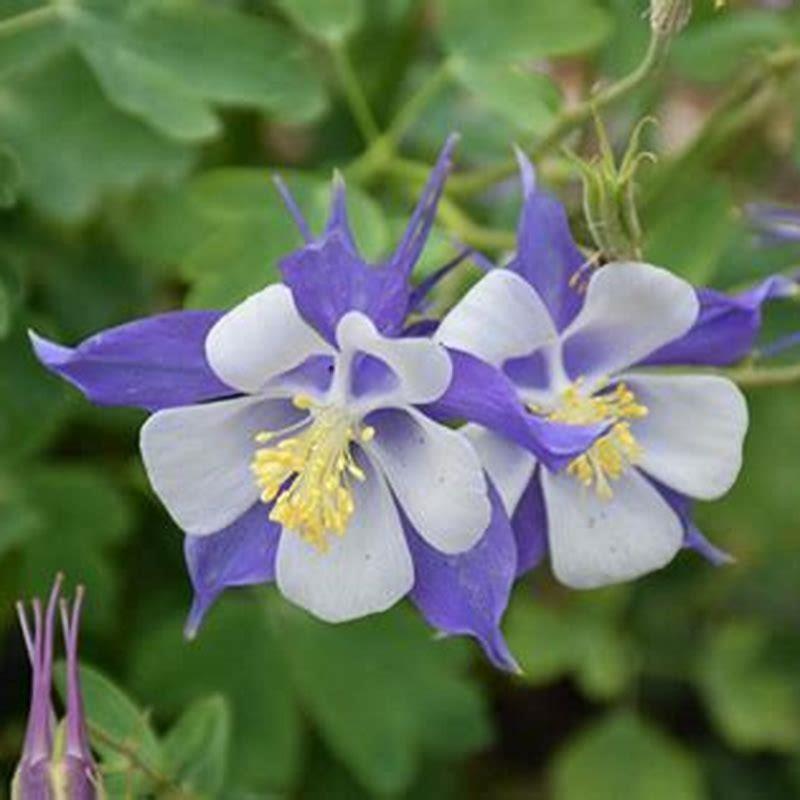 Where Do Blue Bonnet Flowers Grow DIY Seattle where-do-blue-bonnet-flowers-grow-diy-seattle