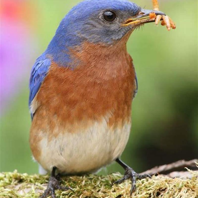 Where do blue robins live diy seattle