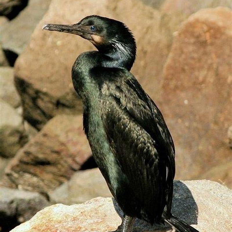 Where do Brandt's cormorants live? DIY Seattle
