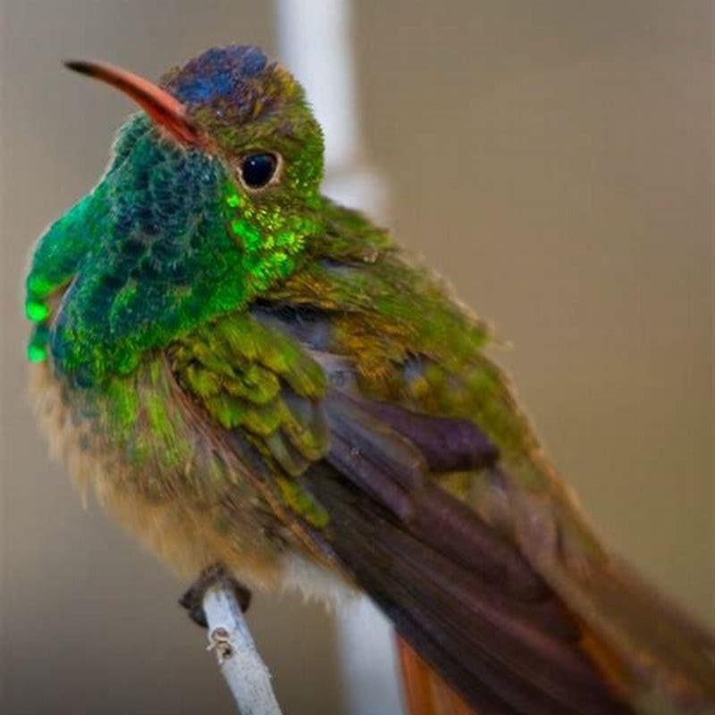 Where do buff bellied hummingbirds live?