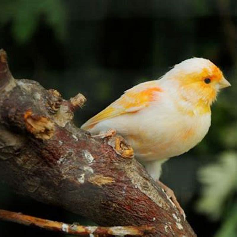 Where do canary birds live?