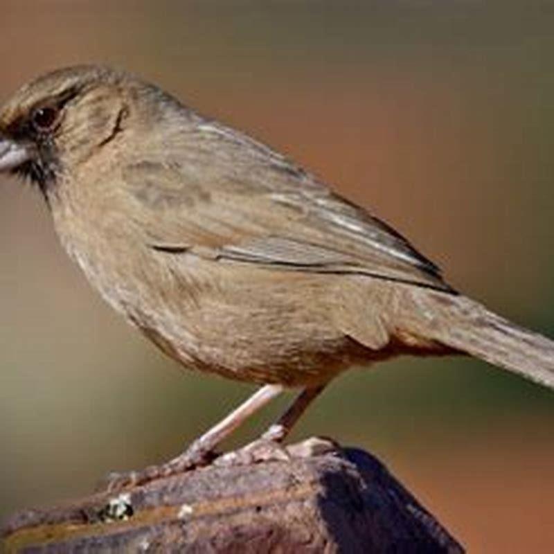 Where do canyon towhees live?
