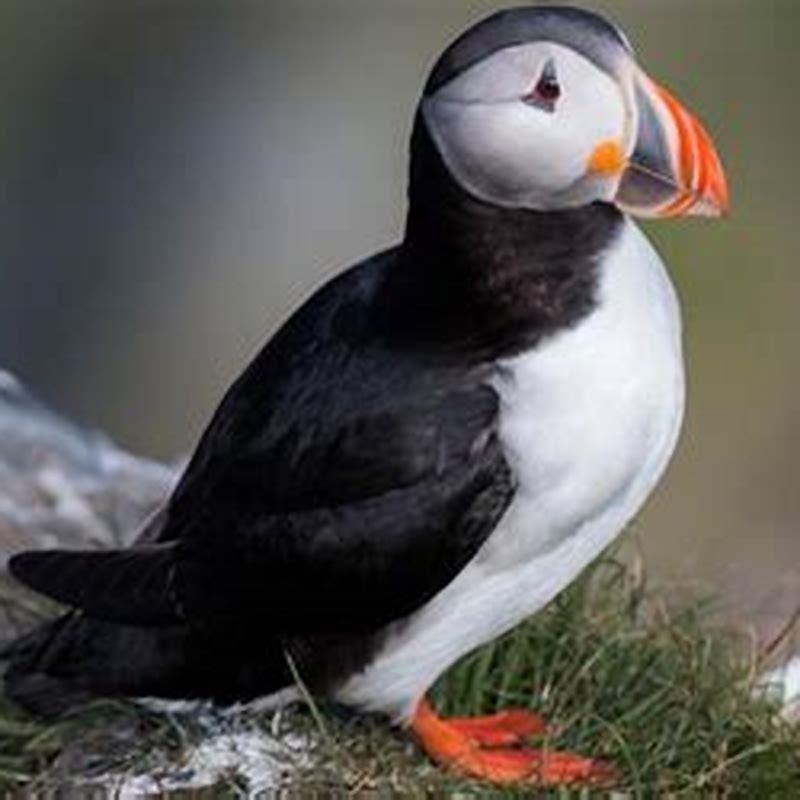 Where do Cassin’s auklet live?