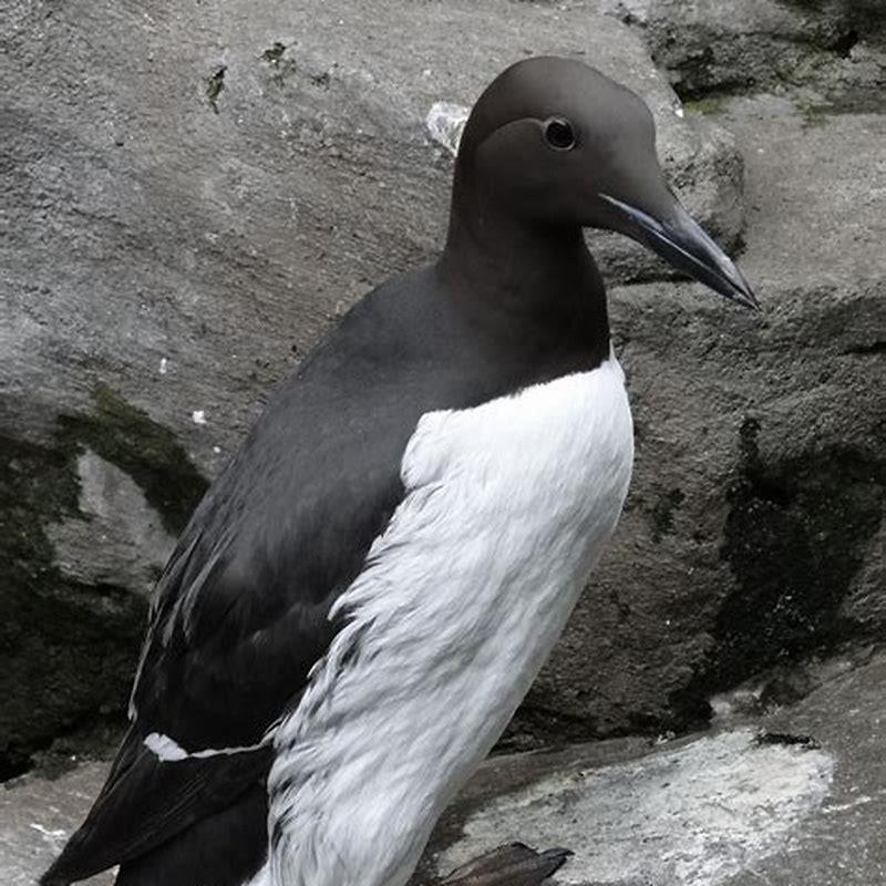 Where do common murres live?