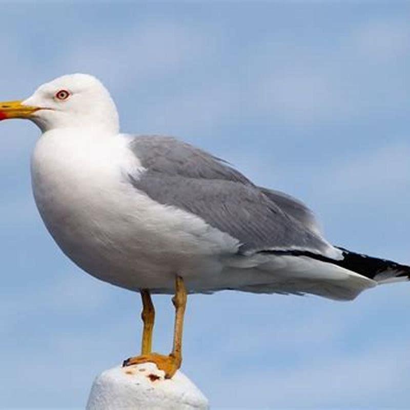 Where do common terns live?