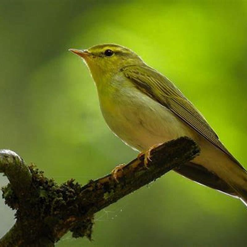 Where do grasshopper warblers live?