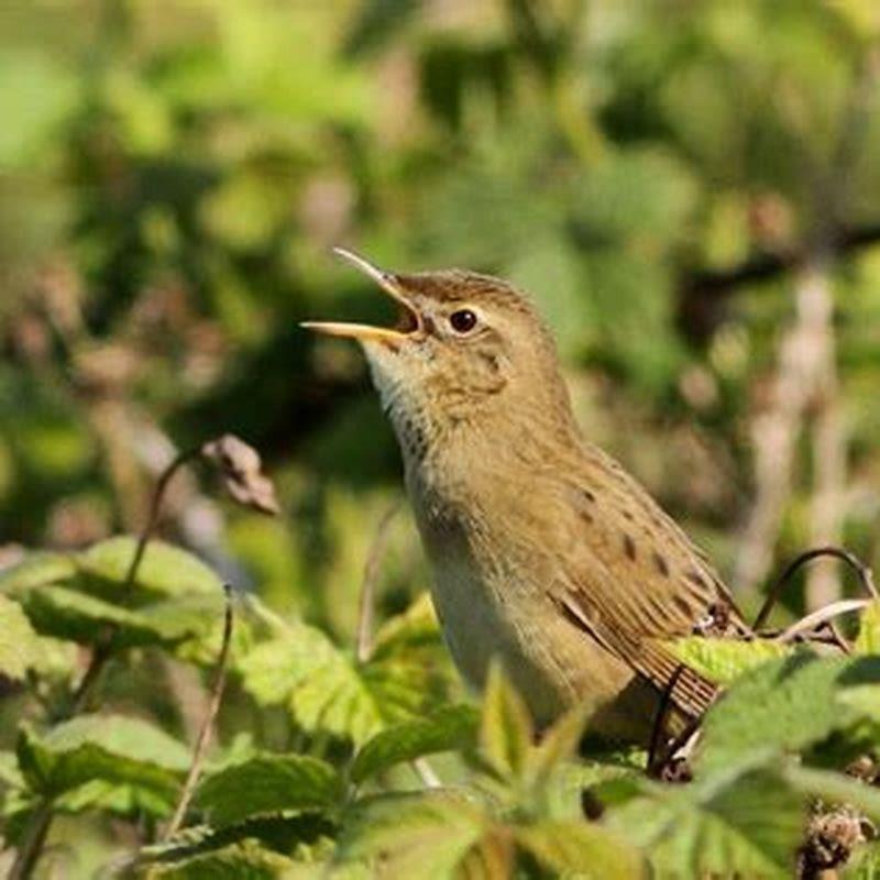 Where do grasshopper warblers nest? - DIY Seattle