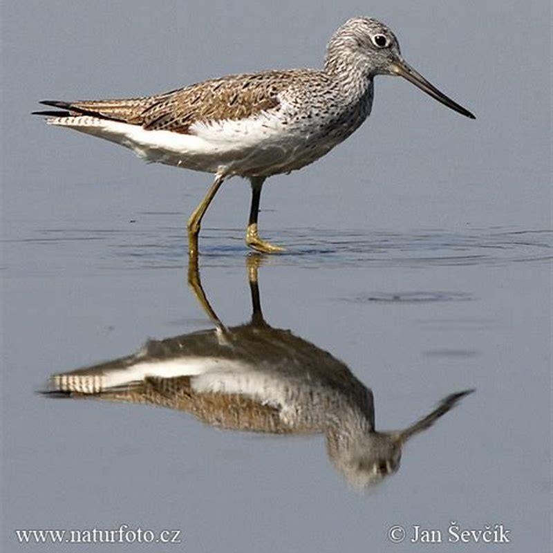 Where do Greenshanks nest?