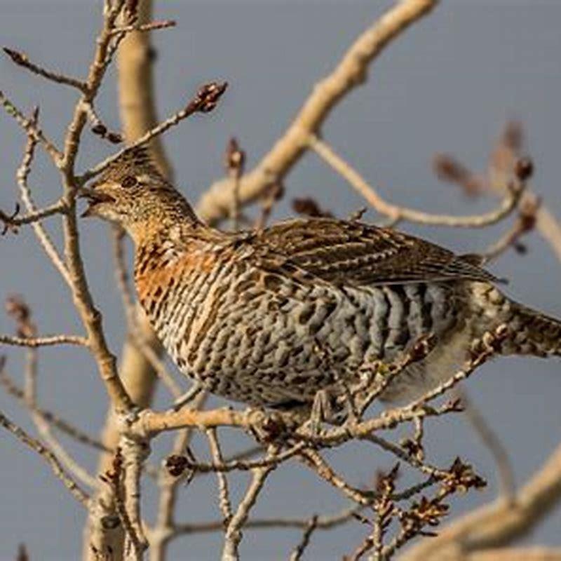 Where do grouse eat? DIY Seattle