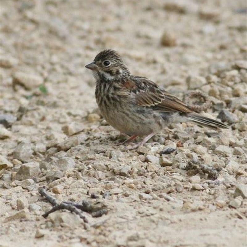 Where do harris sparrows live?