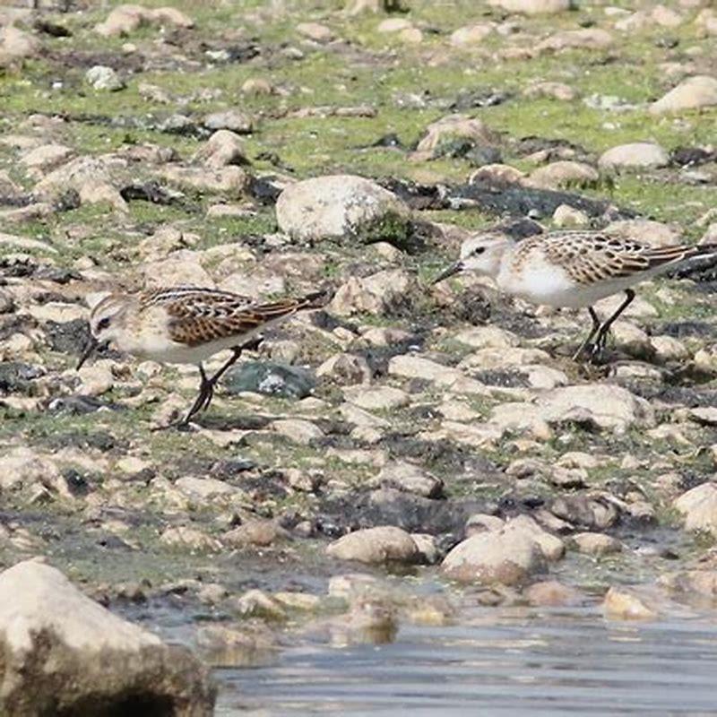 Where do little stints migrate?