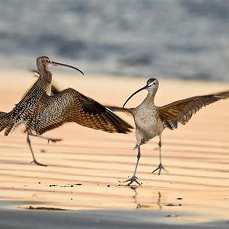 Where do long billed curlews live?