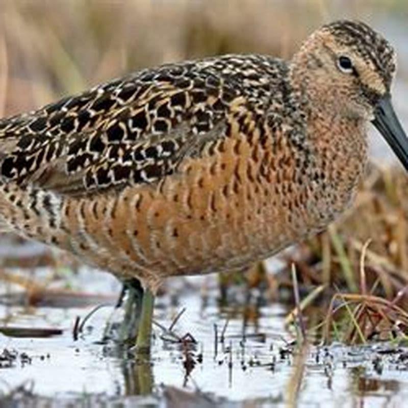 Where do long-billed dowitchers live?