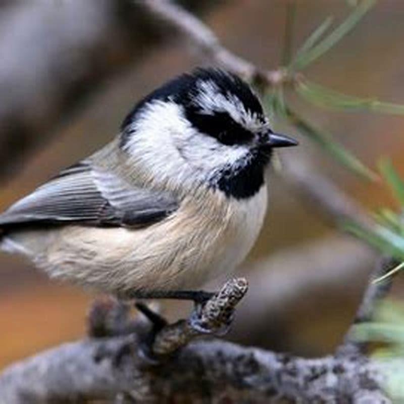 Where do mountain chickadees live?