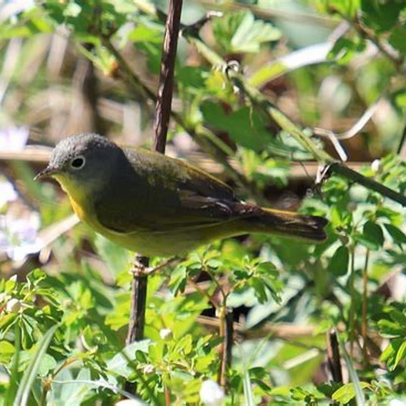 Where do Nashville warblers nest?