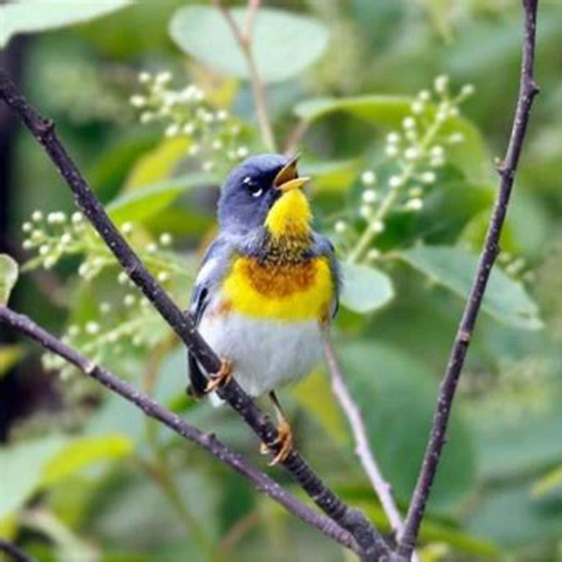 Where do northern parula live?