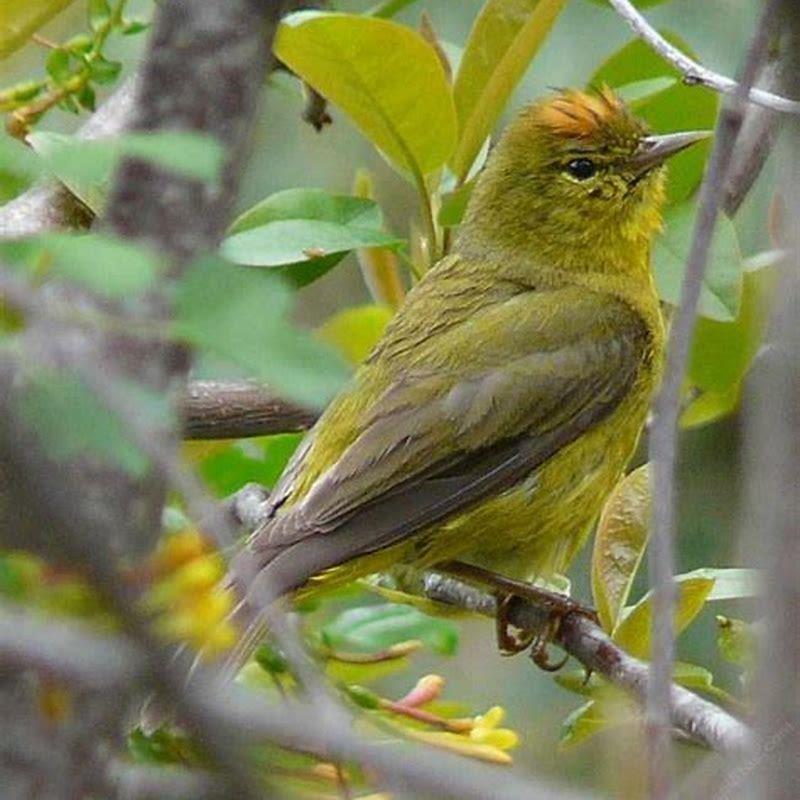 Where do Orange-crowned Warblers live?
