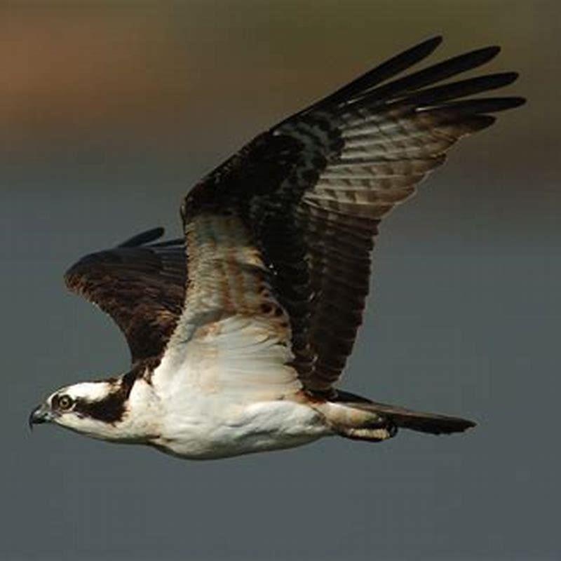 how long do ospreys live