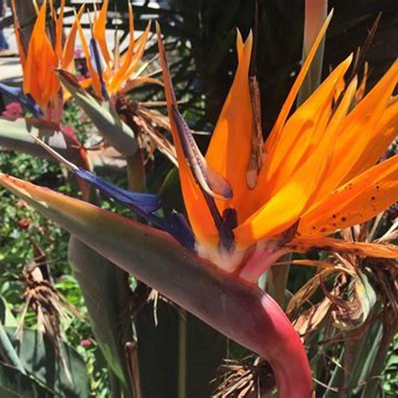 Where do paradise birds grow?