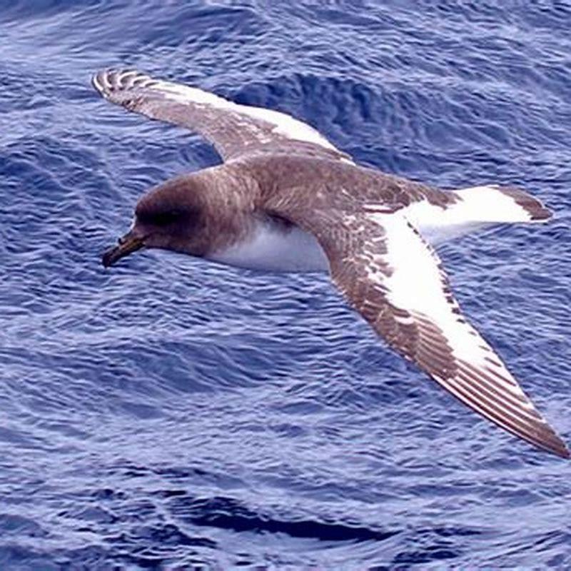 Where do petrel birds live?