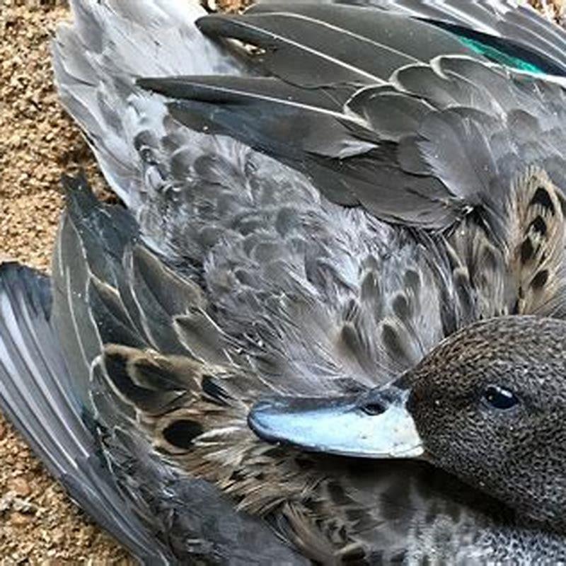 Where do ringneck ducks live?