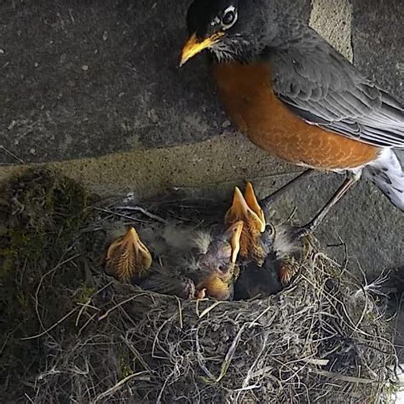 Where do robins live nest? DIY Seattle