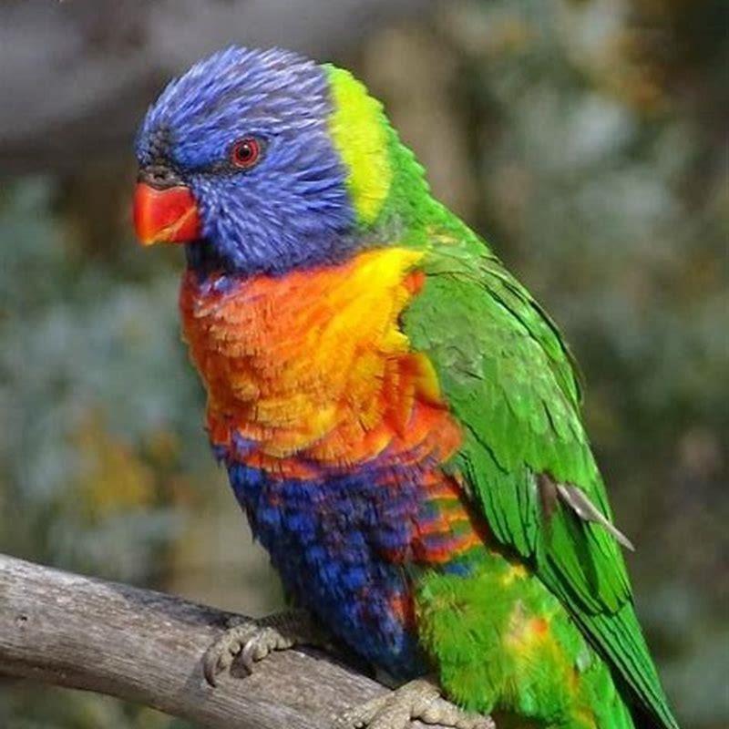 Where do Rosella parrots live?