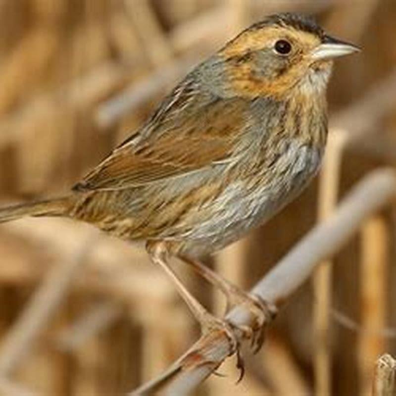Where do salt marsh sparrows live?