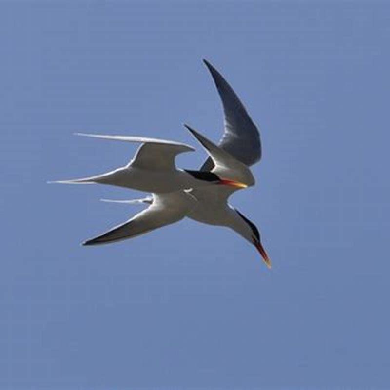 Where do Sandwich terns go in winter?