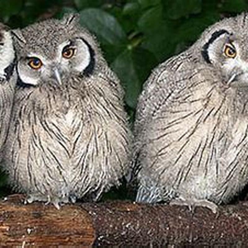 Where do scops owls live?