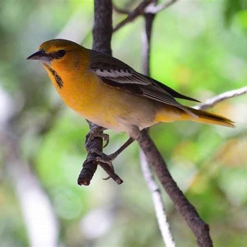 Where do Scotts orioles live?