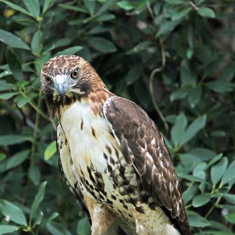 where-do-short-tailed-hawks-live-diy-seattle